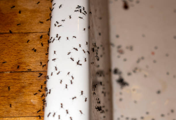 Best Local Pest Control Services  in Glandorf, OH